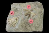 Three Species of Fossil Crinoids - Gilmore City, Iowa #157222-2